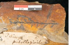 Foto (Detailansicht) von Asplenium palaeodarea Ettingshausen (NHMW-GEO-2024-0188-10325)